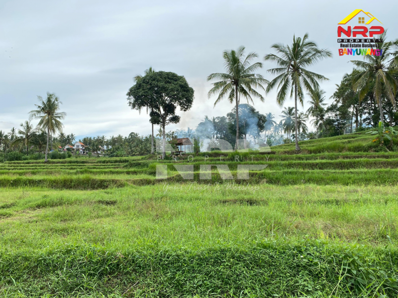 Dijual Tanah Sawah View Gunung dengan Akses Jl. Beton di Olehsari - Banyuwangi  Dijual Tanah Sawah Murah di Glagah Banyuwangi  Dijual Tanah Sawah View Gunung dengan Akses Jl. Beton di Olehsari - Banyuwangi&nbsp;
Berada dikawasan vila dan cafe, View citylight saat malam hari.
Dekat NRP BANYUWANGI