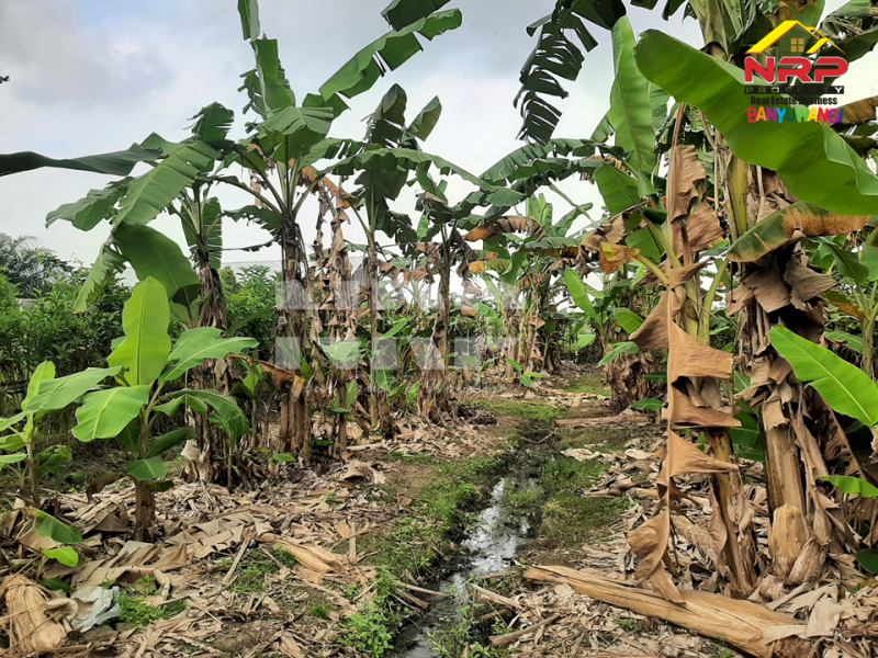 Dijual Tanah Siap Bangun 250 Meter dari Jl. Utama Jajag- Benculuk  Dijual Tanah Siap Bangun 250 Meter dari Jl. Utama Jajag- Benculuk  Dijual Tanah Siap Bangun 250 Meter dari Jl. Utama Jajag- Benculuk&nbsp;
Tanah strategis berada di dekat Pusat Bisnis dan Pertokoan Jajag

Luas Tanah : 442 NRP BANYUWANGI