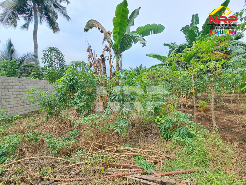 Dijual Tanah Siap Bangun 300 Meter dari Jl. Utama Dadapan - Banyuwangi  Dijual tanah 100 jutaan di Dadapan Banyuwangi  Dijual Tanah Siap Bangun 300 Meter dari Jl. Utama Dadapan - Banyuwangi&nbsp;
Cocok untuk hunian atau investasi jangka panjang

Luas Tanah 164 NRP BANYUWANGI