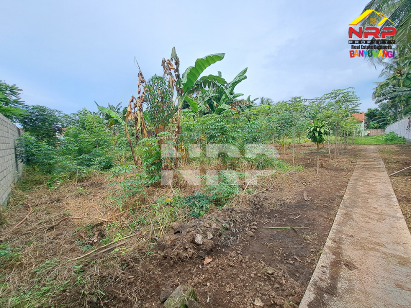 Dijual Tanah Siap Bangun 300 Meter dari Jl. Utama Dadapan - Banyuwangi  Dijual tanah 100 jutaan di Dadapan Banyuwangi  Dijual Tanah Siap Bangun 300 Meter dari Jl. Utama Dadapan - Banyuwangi&nbsp;
Cocok untuk hunian atau investasi jangka panjang

Luas Tanah 164 NRP BANYUWANGI