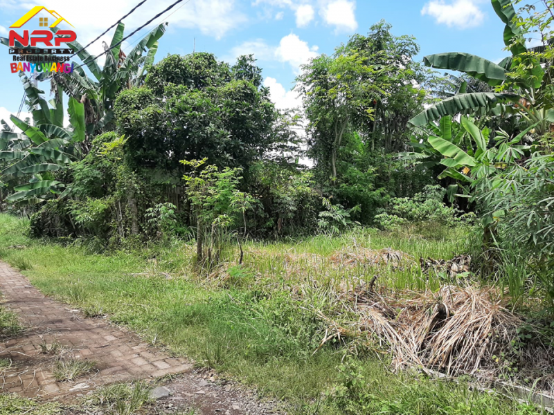 Dijual Tanah Siap Bangun 450 Meter dari Jl. S Parman - Banyuwangi  Dijual Tanah Siap Bangun 450 Meter dari Jl. S Parman - Banyuwangi  Dijual Tanah Siap Bangun 450 Meter dari Jl. S Parman - Banyuwangi&nbsp;
Cocok untuk Hunian, Kebun atau Investasi Jangka Panjang.&nbsp; &nbsp;
&nbsp;
LT : NRP BANYUWANGI
