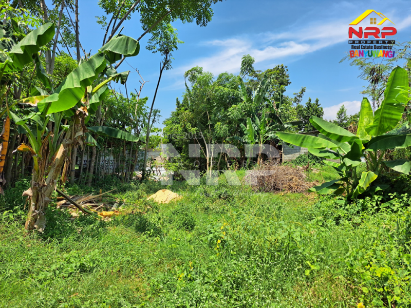 Dijual Tanah Siap Bangun di Belakang Hotel Luminor Banyuwangi  Dijual Tanah Siap Bangun di Belakang Hotel Luminor Banyuwangi  Dijual Tanah Siap Bangun di Belakang Hotel Luminor Banyuwangi&nbsp;
Berada di kawasan Hotel dan Villa.&nbsp;
Sangat cocok untuk Investasi, Hunian, Rumah NRP BANYUWANGI