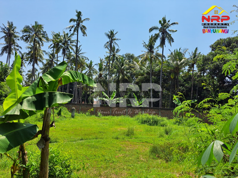 Dijual Tanah Siap Bangun di Belakang Hotel Luminor Banyuwangi  Dijual Tanah Siap Bangun di Belakang Hotel Luminor Banyuwangi  Dijual Tanah Siap Bangun di Belakang Hotel Luminor Banyuwangi&nbsp;
Berada di kawasan Hotel dan Villa.&nbsp;
Sangat cocok untuk Investasi, Hunian, Rumah NRP BANYUWANGI