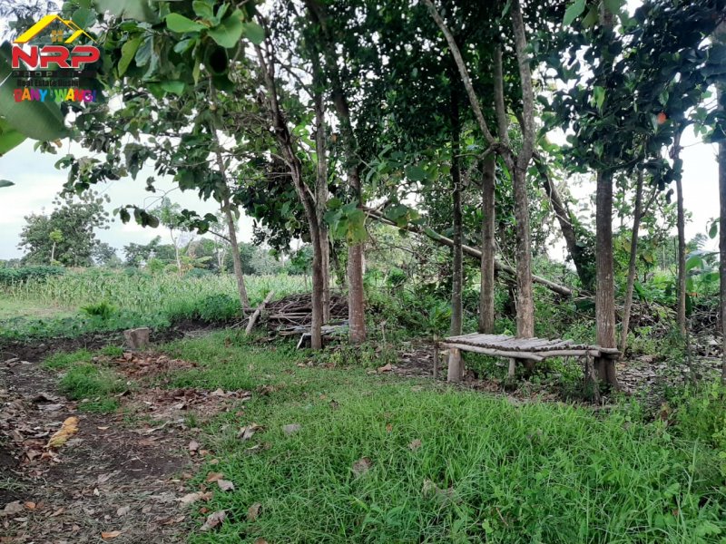 Dijual Tanah Siap Bangun Di Belakang Hotel Santika Banyuwangi Dijual Tanah Siap Bangun Di Belakang Hotel Santika Banyuwangi Dijual Tanah Siap Bangun Di Belakang Hotel Santika Banyuwangi
Lokasi Strategis, Cocok Untuk di Bangun Hunian, Rumah Kos, Home Stay dll

Luas Tanah : 352 m2 NRP BANYUWANGI