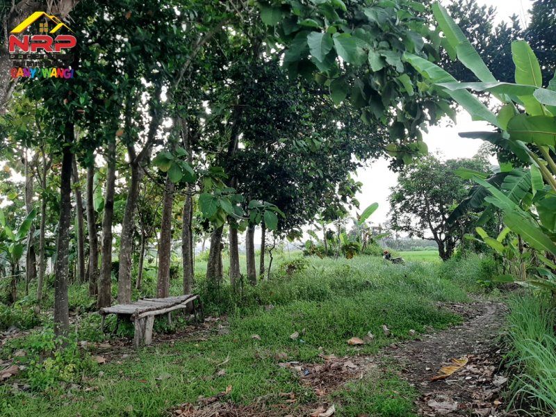 Dijual Tanah Siap Bangun Di Belakang Hotel Santika Banyuwangi Dijual Tanah Siap Bangun Di Belakang Hotel Santika Banyuwangi Dijual Tanah Siap Bangun Di Belakang Hotel Santika Banyuwangi
Lokasi Strategis, Cocok Untuk di Bangun Hunian, Rumah Kos, Home Stay dll

Luas Tanah : 352 m2 NRP BANYUWANGI