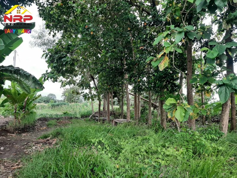 Dijual Tanah Siap Bangun Di Belakang Hotel Santika Banyuwangi Dijual Tanah Siap Bangun Di Belakang Hotel Santika Banyuwangi Dijual Tanah Siap Bangun Di Belakang Hotel Santika Banyuwangi
Lokasi Strategis, Cocok Untuk di Bangun Hunian, Rumah Kos, Home Stay dll

Luas Tanah : 352 m2 NRP BANYUWANGI