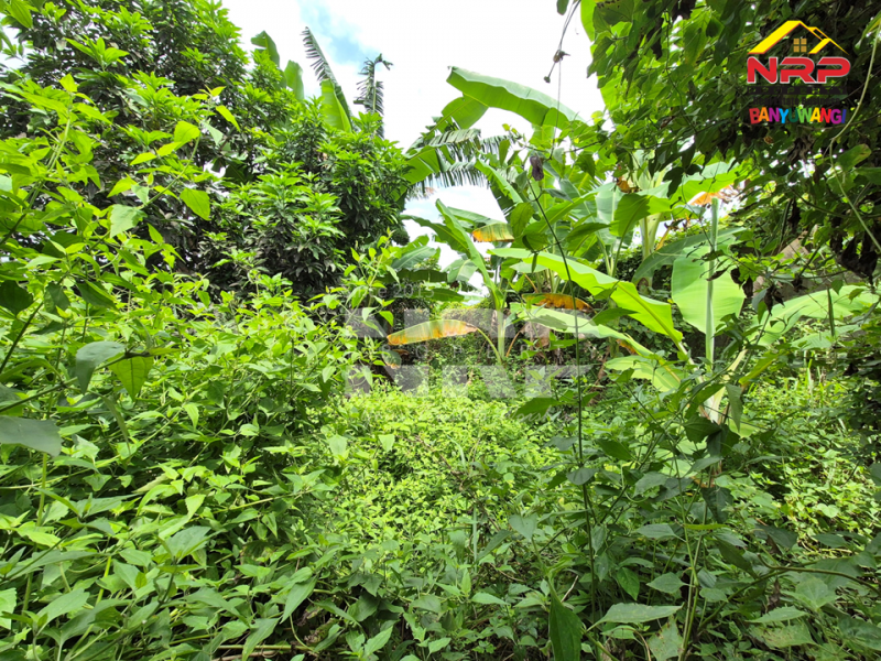 Dijual Tanah Siap Bangun di Belakang Stadion Diponegoro Banyuwangi Rekomendasi tanah dijual murah banyuwangi kota  Dijual Tanah Siap Bangun di Belakang Stadion Diponegoro Banyuwangi
Lokasi Sangat Strategis&nbsp; di Pusat Kota Banyuwangi
Cocok untuk hunian pribadi mauupn NRP BANYUWANGI