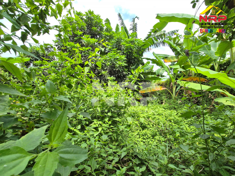 Dijual Tanah Siap Bangun di Belakang Stadion Diponegoro Banyuwangi Rekomendasi tanah dijual murah banyuwangi kota  Dijual Tanah Siap Bangun di Belakang Stadion Diponegoro Banyuwangi
Lokasi Sangat Strategis&nbsp; di Pusat Kota Banyuwangi
Cocok untuk hunian pribadi mauupn NRP BANYUWANGI