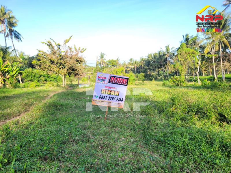 Dijual Tanah Siap Bangun di Glagah - Banyuwangi  Dijual Tanah Siap Bangun di Glagah - Banyuwangi  Dijual Tanah Siap Bangun di Glagah - Banyuwangi&nbsp;
Lokasi hidden gem, masih asri, dekat persawahan.
Hanya 15 menit dari Banyuwangi kota&nbsp;
Peluang NRP BANYUWANGI
