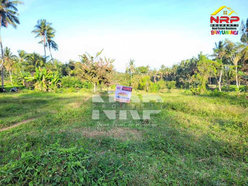 Dijual Tanah Siap Bangun di Glagah - Banyuwangi  Dijual Tanah Siap Bangun di Glagah - Banyuwangi  Dijual Tanah Siap Bangun di Glagah - Banyuwangi&nbsp;
Lokasi hidden gem, masih asri, dekat persawahan.
Hanya 15 menit dari Banyuwangi kota&nbsp;
Peluang NRP BANYUWANGI