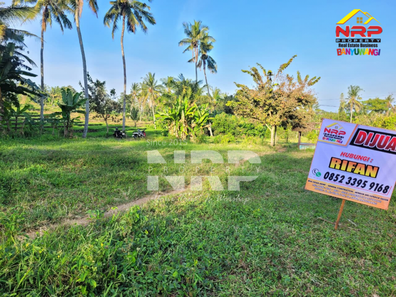 Dijual Tanah Siap Bangun di Glagah - Banyuwangi  Dijual Tanah Siap Bangun di Glagah - Banyuwangi  Dijual Tanah Siap Bangun di Glagah - Banyuwangi&nbsp;
Lokasi hidden gem, masih asri, dekat persawahan.
Hanya 15 menit dari Banyuwangi kota&nbsp;
Peluang NRP BANYUWANGI