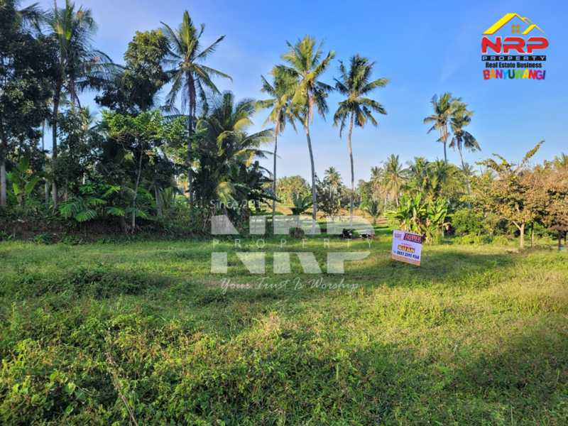 Dijual Tanah Siap Bangun di Glagah - Banyuwangi  Dijual Tanah Siap Bangun di Glagah - Banyuwangi  Dijual Tanah Siap Bangun di Glagah - Banyuwangi&nbsp;
Lokasi hidden gem, masih asri, dekat persawahan.
Hanya 15 menit dari Banyuwangi kota&nbsp;
Peluang NRP BANYUWANGI