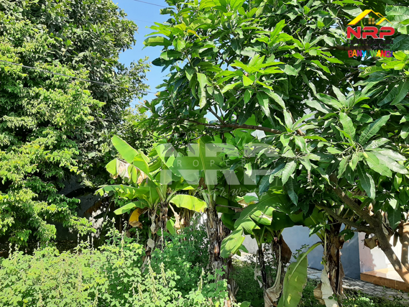Dijual Tanah Siap Bangun di  Karangrejo - Banyuwangi  Dijual Tanah Siap Bangun di  Karangrejo - Banyuwangi  Dijual Tanah Siap Bangun di&nbsp; Karangrejo - Banyuwangi&nbsp;
Tanah kavling di Tengah Kota Banyuwangi, Dekat dengan Klenteng dan Pasar Banyuwangi
Sudar ada NRP BANYUWANGI