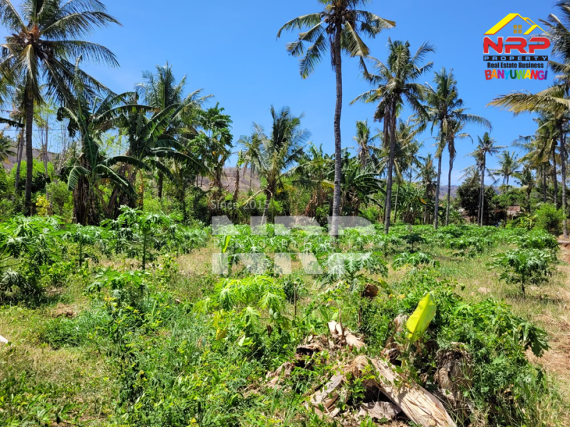 Dijual Tanah Siap Bangun di Ketapang- Banyuwangi  Dijual Tanah Siap Bangun di Ketapang- Banyuwangi  Dijual Tanah Siap Bangun di Ketapang- Banyuwangi&nbsp;
Lokasi di lingkungan yang sedang berkembang. Dekat PT. INKA, Dekat dengan sumber mata air NRP BANYUWANGI