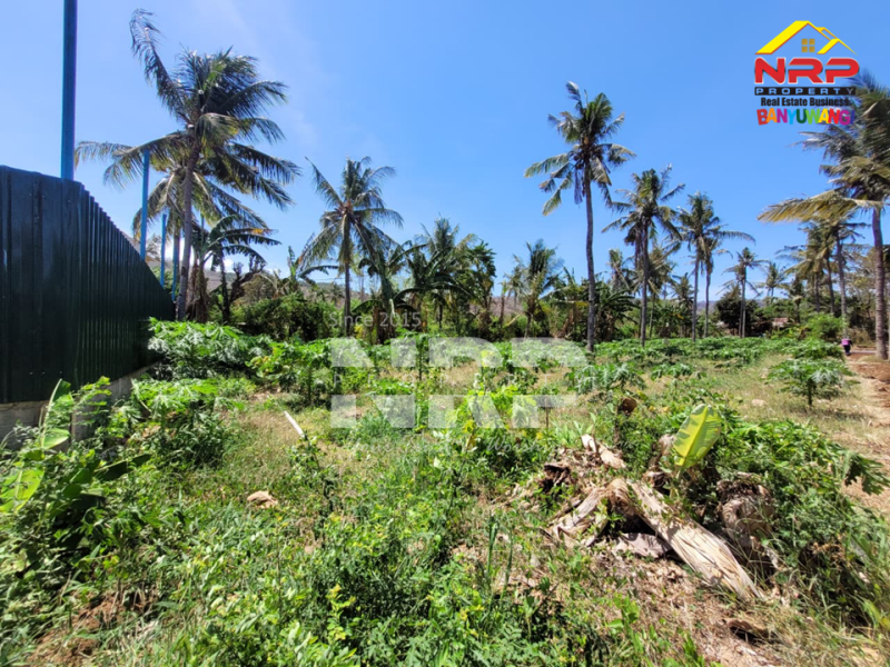 Dijual Tanah Siap Bangun di Ketapang- Banyuwangi  Dijual Tanah Siap Bangun di Ketapang- Banyuwangi  Dijual Tanah Siap Bangun di Ketapang- Banyuwangi&nbsp;
Lokasi di lingkungan yang sedang berkembang. Dekat PT. INKA, Dekat dengan sumber mata air NRP BANYUWANGI