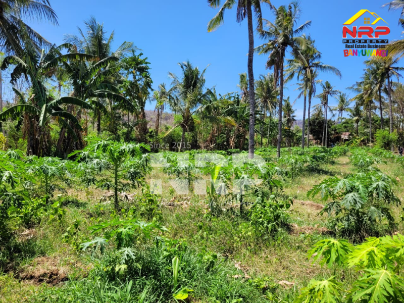 Dijual Tanah Siap Bangun di Ketapang- Banyuwangi  Dijual Tanah Siap Bangun di Ketapang- Banyuwangi  Dijual Tanah Siap Bangun di Ketapang- Banyuwangi&nbsp;
Lokasi di lingkungan yang sedang berkembang. Dekat PT. INKA, Dekat dengan sumber mata air NRP BANYUWANGI