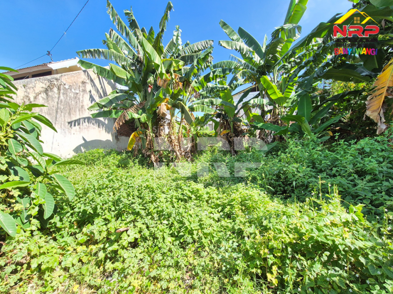 Dijual Tanah Siap Bangun di Tukangkayu - Banyuwangi  Dijual Tanah Siap Bangun di Tukangkayu - Banyuwangi  Dijual Tanah Siap Bangun di Tukangkayu - Banyuwangi&nbsp;
Sangat strategis depan MIN SOBO Banyuwangi, Dekat dengan sentra bisnis dan kuliner Jl. NRP BANYUWANGI