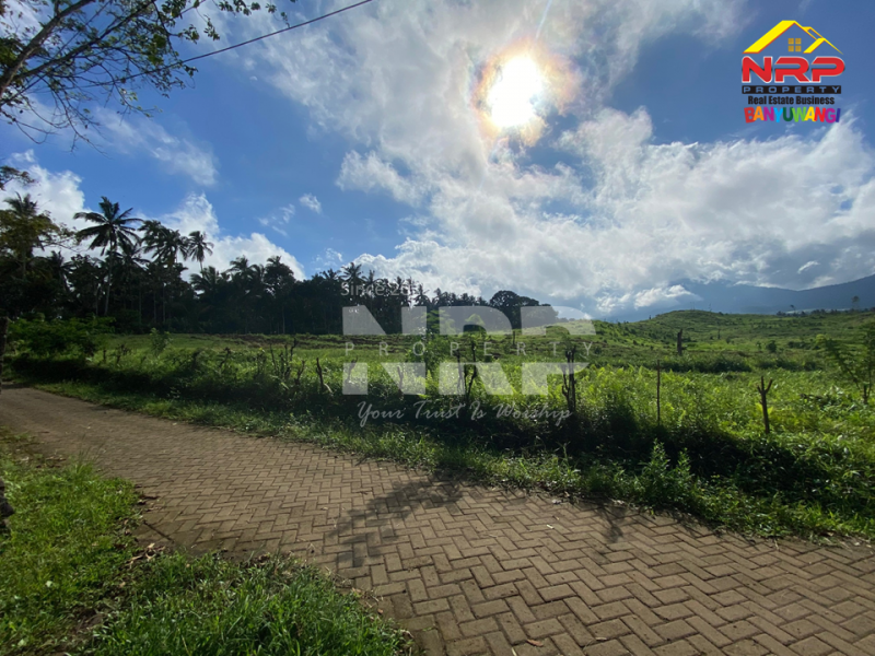 Dijual Tanah Siap Bangun View Gunung di Kalibendo - Banyuwangi  Dijual Tanah View gunung di Licin Banyuwangi  Dijual Tanah Siap Bangun View Gunung di Kalibendo - Banyuwangi&nbsp;
Akses Jl.Paving. Lingkungan sejuk, asri. Cocok untuk vila pribadi, guest houses NRP BANYUWANGI