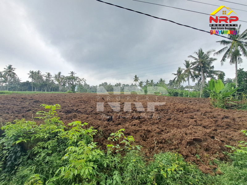 Dijual Tanah Siap Tanam di Desa Olehsari - Banyuwangi  Dijual Tanah Siap Tanam di Desa Olehsari - Banyuwangi  Dijual Tanah Siap Tanam di Desa Olehsari - Banyuwangi&nbsp;
Akses jl. paving truk dan mobil masuk, 400 meter Jl. Raya Ijen.&nbsp;
Kawasannya sejuk, NRP BANYUWANGI