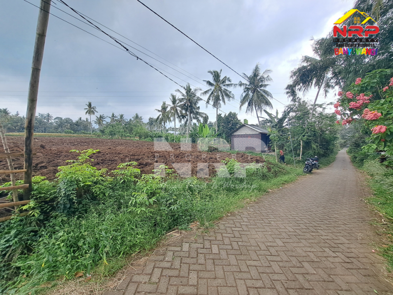 Dijual Tanah Siap Tanam di Desa Olehsari - Banyuwangi  Dijual Tanah Siap Tanam di Desa Olehsari - Banyuwangi  Dijual Tanah Siap Tanam di Desa Olehsari - Banyuwangi&nbsp;
Akses jl. paving truk dan mobil masuk, 400 meter Jl. Raya Ijen.&nbsp;
Kawasannya sejuk, NRP BANYUWANGI