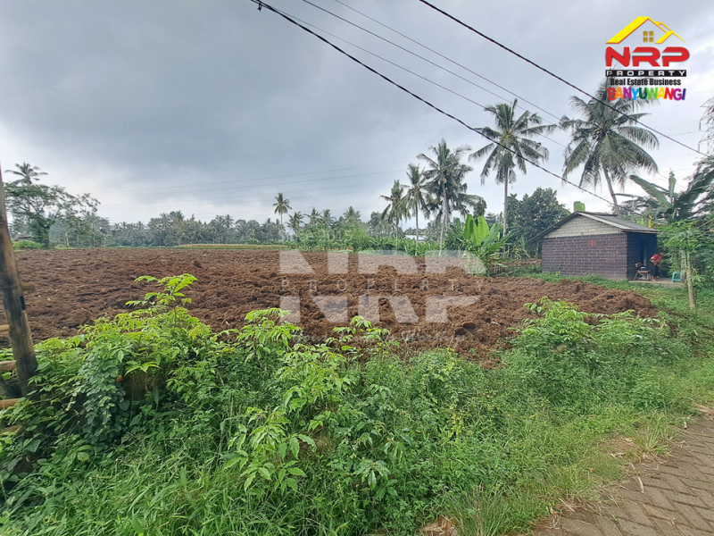 Dijual Tanah Siap Tanam di Desa Olehsari - Banyuwangi  Dijual Tanah Siap Tanam di Desa Olehsari - Banyuwangi  Dijual Tanah Siap Tanam di Desa Olehsari - Banyuwangi&nbsp;
Akses jl. paving truk dan mobil masuk, 400 meter Jl. Raya Ijen.&nbsp;
Kawasannya sejuk, NRP BANYUWANGI