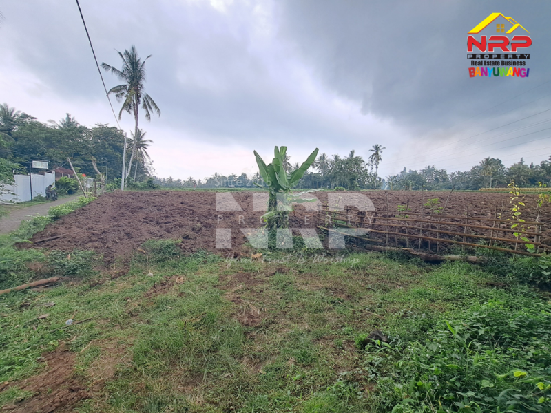 Dijual Tanah Siap Tanam di Desa Olehsari - Banyuwangi  Dijual Tanah Siap Tanam di Desa Olehsari - Banyuwangi  Dijual Tanah Siap Tanam di Desa Olehsari - Banyuwangi&nbsp;
Akses jl. paving truk dan mobil masuk, 400 meter Jl. Raya Ijen.&nbsp;
Kawasannya sejuk, NRP BANYUWANGI
