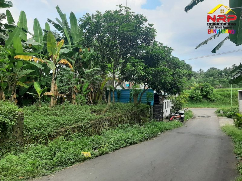 Dijual Tanah Strategis 300m Dari Jalan Raden Wijaya - Banyuwangi  Dijual Tanah Strategis 300m Dari Jalan Raden Wijaya - Banyuwangi  Dijual Tanah Strategis 300m Dari Jalan Raden Wijaya - Banyuwangi
Lokasi Nyaman, Asri dan Ramai Penduduk
Cocok untuk Hunian

Luas Tanah : 163 M2
SHM NRP BANYUWANGI