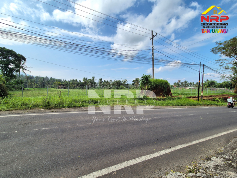 DIJUAL TANAH STRATEGIS DI TAMANSARI, LICIN – BANYUWANGI  DIJUAL TANAH STRATEGIS DI TAMANSARI, LICIN – BANYUWANGI  DIJUAL TANAH STRATEGIS DI TAMANSARI, LICIN &ndash; BANYUWANGI&nbsp;
Investasi yang tepat di kawasan wisata unggulan Banyuwangi!&nbsp;
Berlokasi di jalur NRP BANYUWANGI