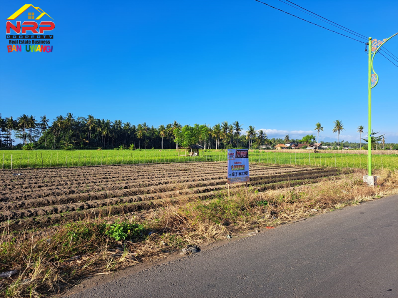 Dijual Tanah Strategis di Tepi Jl. Ikan Layur - Banyuwangi  Dijual Tanah Strategis di Tepi Jl. Ikan Layur - Banyuwangi  Dijual Tanah Strategis di Tepi Jl. Ikan Layur - Banyuwangi&nbsp;
Lahan Produktif Cocok untuk Pertanian, Pembukaan Kawasan Perumahan, Gudang atau Bisnis NRP BANYUWANGI