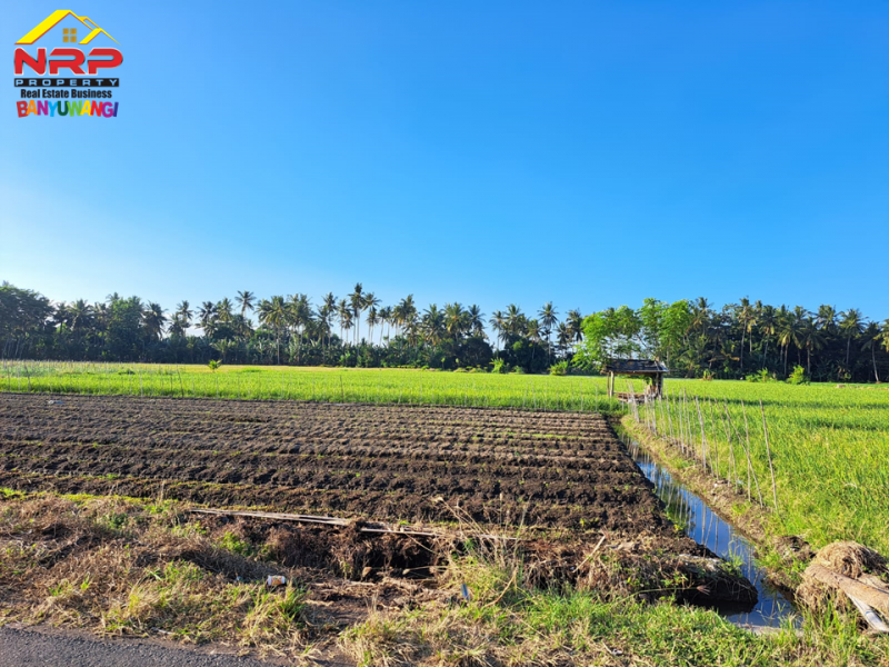 Dijual Tanah Strategis di Tepi Jl. Ikan Layur - Banyuwangi  Dijual Tanah Strategis di Tepi Jl. Ikan Layur - Banyuwangi  Dijual Tanah Strategis di Tepi Jl. Ikan Layur - Banyuwangi&nbsp;
Lahan Produktif Cocok untuk Pertanian, Pembukaan Kawasan Perumahan, Gudang atau Bisnis NRP BANYUWANGI
