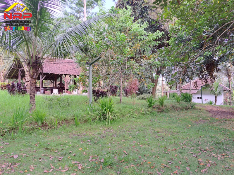 Dijual Tanah Strategis di Tepi Jl. Raya Litjen Banyuwangi.  Dijual Tanah Strategis di Tepi Jl. Raya Litjen Banyuwangi.  Dijual Tanah Strategis di Tepi Jl. Raya Litjen Banyuwangi.
Akses Utama menuju Destinasi Wisata Kawah Ijen
Cocok untuk Villa, Resort, Agrowisata NRP BANYUWANGI