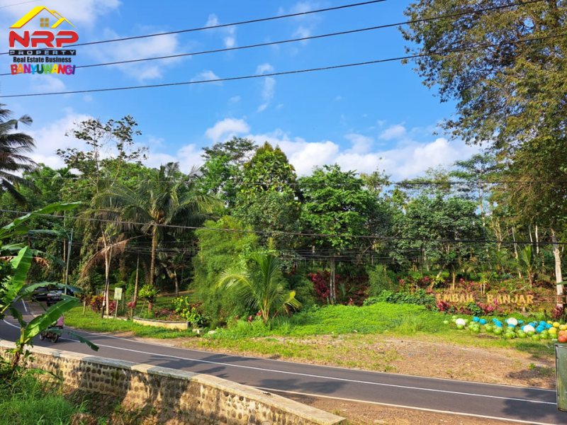 Dijual Tanah Strategis di Tepi Jl. Raya Litjen Banyuwangi.  Dijual Tanah Strategis di Tepi Jl. Raya Litjen Banyuwangi.  Dijual Tanah Strategis di Tepi Jl. Raya Litjen Banyuwangi.
Akses Utama menuju Destinasi Wisata Kawah Ijen
Cocok untuk Villa, Resort, Agrowisata NRP BANYUWANGI