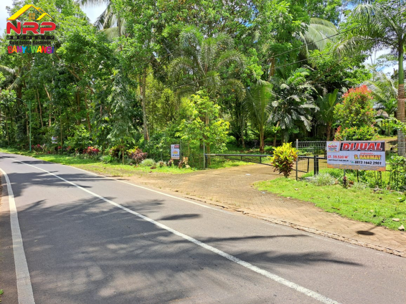 Dijual Tanah Strategis di Tepi Jl. Raya Litjen Banyuwangi.  Dijual Tanah Strategis di Tepi Jl. Raya Litjen Banyuwangi.  Dijual Tanah Strategis di Tepi Jl. Raya Litjen Banyuwangi.
Akses Utama menuju Destinasi Wisata Kawah Ijen
Cocok untuk Villa, Resort, Agrowisata NRP BANYUWANGI