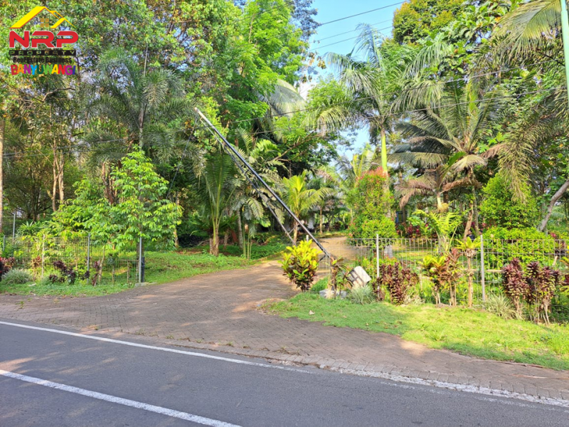 Dijual Tanah Strategis di Tepi Jl. Raya Litjen Banyuwangi.  Dijual Tanah Strategis di Tepi Jl. Raya Litjen Banyuwangi.  Dijual Tanah Strategis di Tepi Jl. Raya Litjen Banyuwangi.
Akses Utama menuju Destinasi Wisata Kawah Ijen
Cocok untuk Villa, Resort, Agrowisata NRP BANYUWANGI