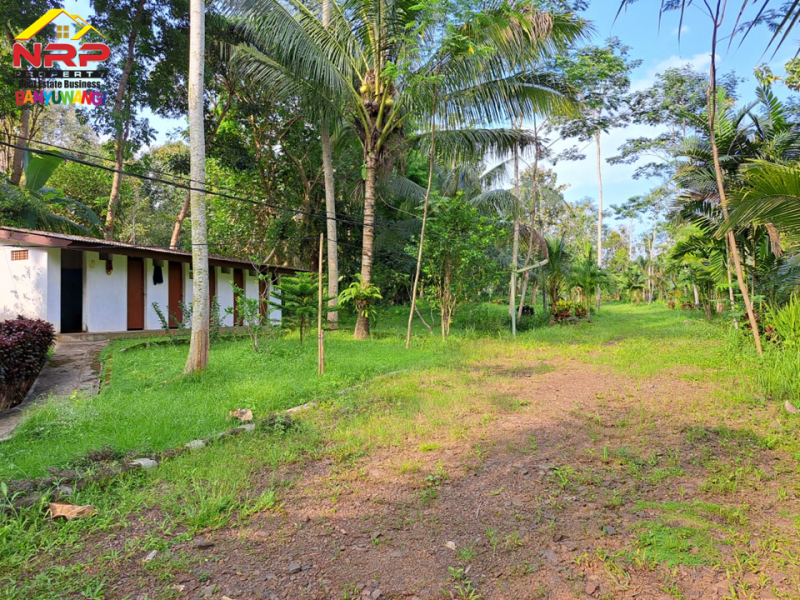 Dijual Tanah Strategis di Tepi Jl. Raya Litjen Banyuwangi.  Dijual Tanah Strategis di Tepi Jl. Raya Litjen Banyuwangi.  Dijual Tanah Strategis di Tepi Jl. Raya Litjen Banyuwangi.
Akses Utama menuju Destinasi Wisata Kawah Ijen
Cocok untuk Villa, Resort, Agrowisata NRP BANYUWANGI