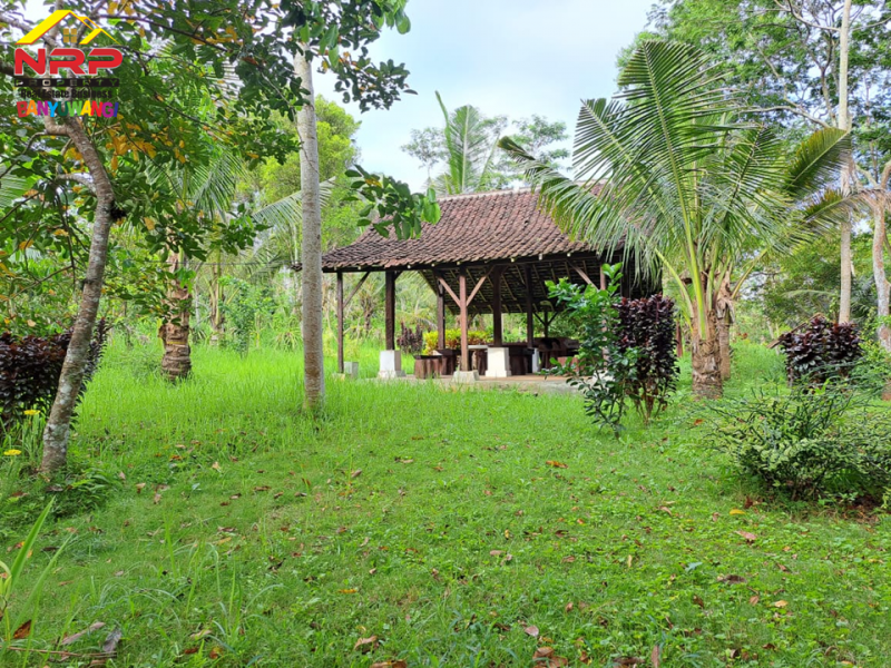 Dijual Tanah Strategis di Tepi Jl. Raya Litjen Banyuwangi.  Dijual Tanah Strategis di Tepi Jl. Raya Litjen Banyuwangi.  Dijual Tanah Strategis di Tepi Jl. Raya Litjen Banyuwangi.
Akses Utama menuju Destinasi Wisata Kawah Ijen
Cocok untuk Villa, Resort, Agrowisata NRP BANYUWANGI