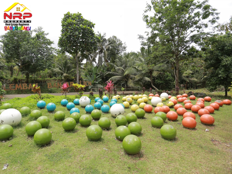 Dijual Tanah Strategis di Tepi Jl. Raya Litjen Banyuwangi.  Dijual Tanah Strategis di Tepi Jl. Raya Litjen Banyuwangi.  Dijual Tanah Strategis di Tepi Jl. Raya Litjen Banyuwangi.
Akses Utama menuju Destinasi Wisata Kawah Ijen
Cocok untuk Villa, Resort, Agrowisata NRP BANYUWANGI