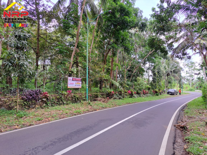 Dijual Tanah Strategis di Tepi Jl. Raya Litjen Banyuwangi.  Dijual Tanah Strategis di Tepi Jl. Raya Litjen Banyuwangi.  Dijual Tanah Strategis di Tepi Jl. Raya Litjen Banyuwangi.
Akses Utama menuju Destinasi Wisata Kawah Ijen
Cocok untuk Villa, Resort, Agrowisata NRP BANYUWANGI