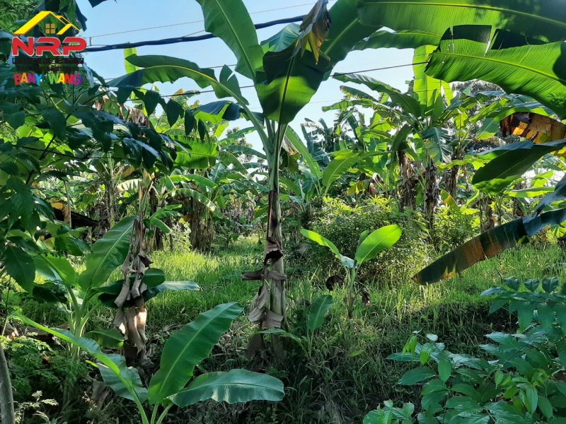 Dijual Tanah Strategis Ditepi Jln Raden Wijaya - Banyuwangi Dijual Tanah Strategis Ditepi Jln Raden Wijaya - Banyuwangi Dijual Tanah Strategis Ditepi Jln Raden Wijaya - Banyuwangi
Sangat Cocok Untuk Pabrik/Industri, Kompleks Ruko/ Cluster, Gudang, Expedisi dan Bangunan NRP BANYUWANGI