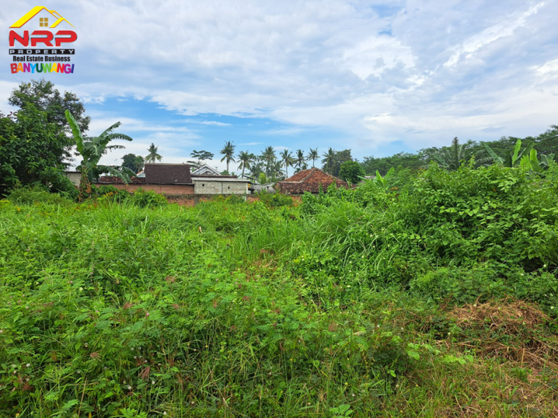 Dijual Tanah Strategis  Siap Bangun di Jl. Ikan Layur Banyuwangi.  Dijual Tanah Strategis  Siap Bangun di Jl. Ikan Layur Banyuwangi.  Dijual Tanah Strategis&nbsp; Siap Bangun di Jl. Ikan Layur Banyuwangi.&nbsp;
Berada dikawasan padat penduduk . Cocok untuk hunian, rukos, homestay NRP BANYUWANGI