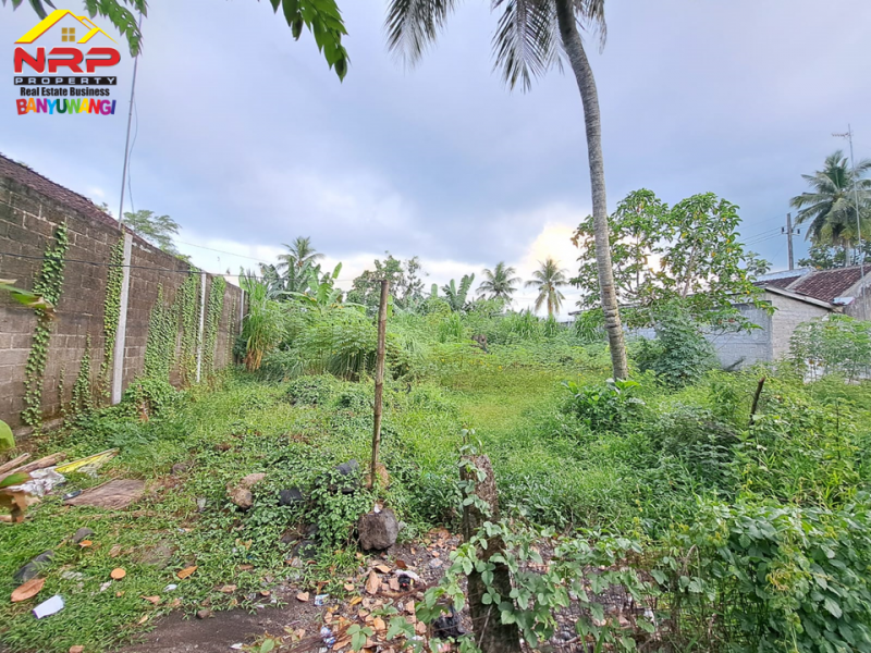 Dijual Tanah Strategis Siap Bangun di tepi Jl. A Yani - Jajag  Dijual Tanah Strategis Siap Bangun di tepi Jl. A Yani - Jajag  Dijual Tanah Strategis Siap Bangun di tepi Jl. A Yani - Jajag&nbsp;
Sangat cocok untuk komplek pergudangan, showroom, bengkel dan bisnis NRP BANYUWANGI