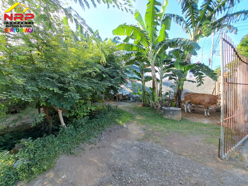 Dijual Tanah Strategis Tepi Jalan S. Parman Banyuwangi.  Dijual Tanah Strategis Tepi Jalan S. Parman Banyuwangi.  Dijual Tanah Strategis Tepi Jalan S. Parman Banyuwangi.
Dekat dengan Hotel Santika Banyuwangi, Terletak di Area Perumahan Elit Gardenia, Kawasan Bisnis dan NRP BANYUWANGI