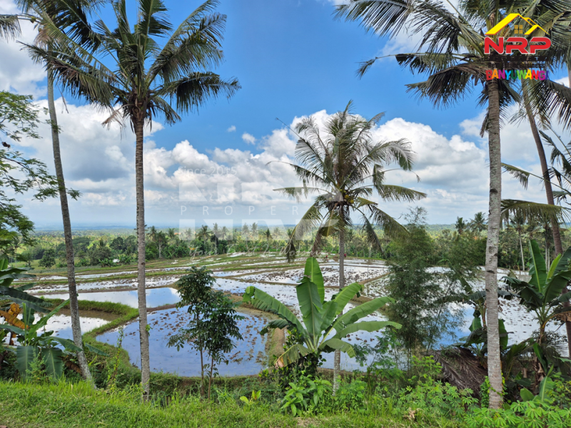 Dijual Tanah tepi Jl. Desa Banjar, Licin - Banyuwangi  Dijual Tanah tepi Jl. Desa Banjar, Licin - Banyuwangi  Dijual Tanah tepi Jl. Desa Banjar, Licin - Banyuwangi&nbsp;
0 Meter Jl. Desa Aspal, View Terasiring sawah, Gunung Raung dan Ranti, City light NRP BANYUWANGI