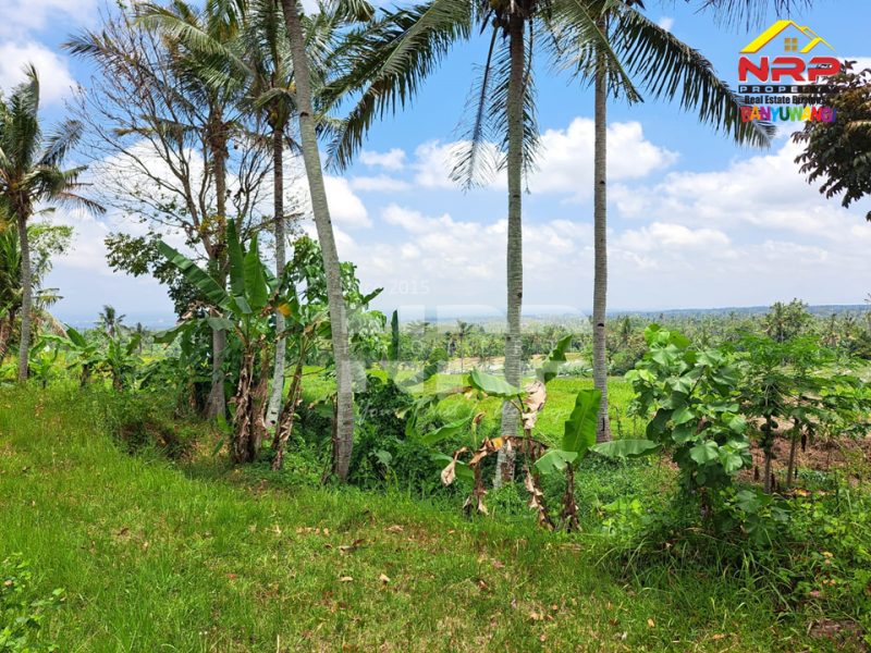 Dijual Tanah tepi Jl. Desa Banjar, Licin - Banyuwangi  Dijual Tanah tepi Jl. Desa Banjar, Licin - Banyuwangi  Dijual Tanah tepi Jl. Desa Banjar, Licin - Banyuwangi&nbsp;
0 Meter Jl. Desa Aspal, View Terasiring sawah, Gunung Raung dan Ranti, City light NRP BANYUWANGI