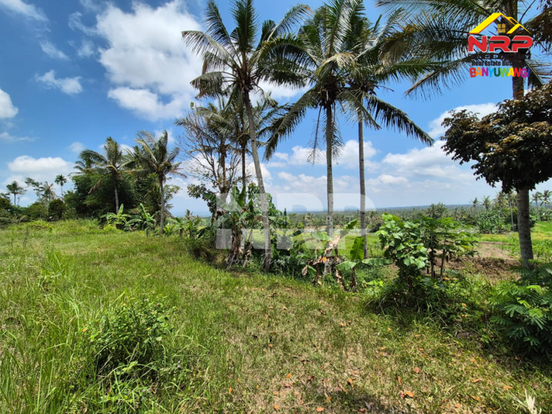 Dijual Tanah tepi Jl. Desa Banjar, Licin - Banyuwangi  Dijual Tanah tepi Jl. Desa Banjar, Licin - Banyuwangi  Dijual Tanah tepi Jl. Desa Banjar, Licin - Banyuwangi&nbsp;
0 Meter Jl. Desa Aspal, View Terasiring sawah, Gunung Raung dan Ranti, City light NRP BANYUWANGI