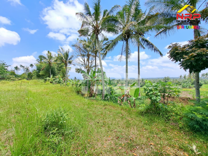 Dijual Tanah tepi Jl. Desa Banjar, Licin - Banyuwangi  Dijual Tanah tepi Jl. Desa Banjar, Licin - Banyuwangi  Dijual Tanah tepi Jl. Desa Banjar, Licin - Banyuwangi&nbsp;
0 Meter Jl. Desa Aspal, View Terasiring sawah, Gunung Raung dan Ranti, City light NRP BANYUWANGI