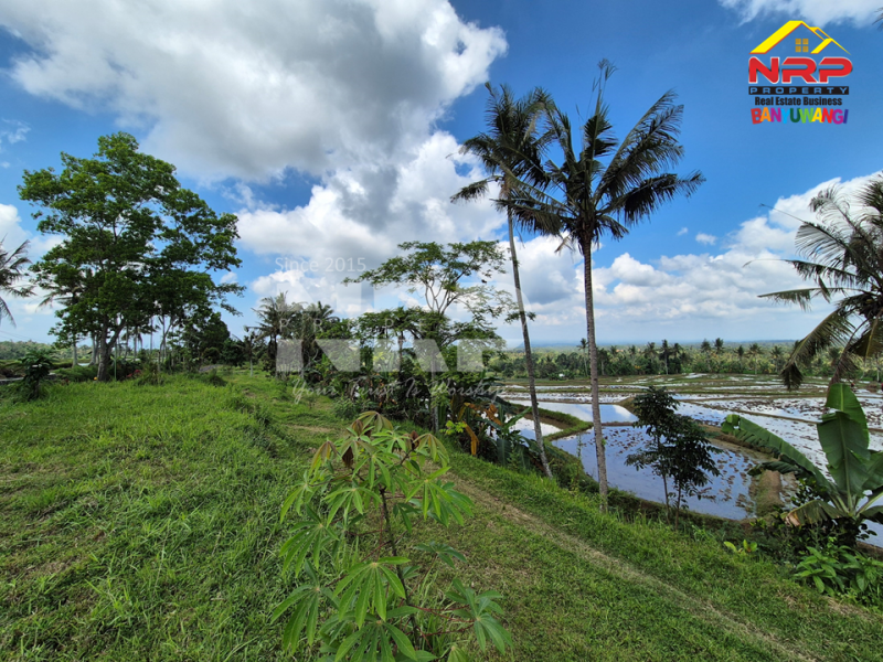 Dijual Tanah tepi Jl. Desa Banjar, Licin - Banyuwangi  Dijual Tanah tepi Jl. Desa Banjar, Licin - Banyuwangi  Dijual Tanah tepi Jl. Desa Banjar, Licin - Banyuwangi&nbsp;
0 Meter Jl. Desa Aspal, View Terasiring sawah, Gunung Raung dan Ranti, City light NRP BANYUWANGI