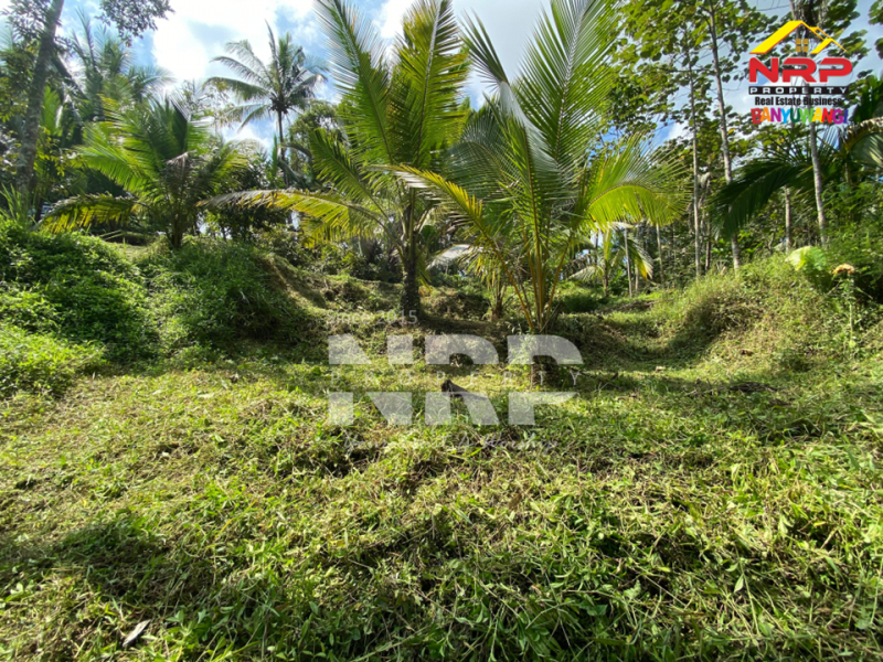 Dijual Tanah tepi Sungai RIVERSIDE LAND FOR SALE di LICIN, BANYUWANGI Dijual tanah murah tepi sungai di Licin Banyuwangi  RIVERSIDE LAND FOR SALE di LICIN, BANYUWANGI ?????
Tanah tepi sungai. Hidden gem di kawasan wisata Licin.
Tanah dengan kontur terasering alami dan berada NRP BANYUWANGI