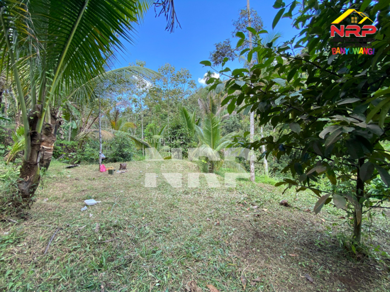 Dijual Tanah tepi Sungai RIVERSIDE LAND FOR SALE di LICIN, BANYUWANGI Dijual tanah murah tepi sungai di Licin Banyuwangi  RIVERSIDE LAND FOR SALE di LICIN, BANYUWANGI ?????
Tanah tepi sungai. Hidden gem di kawasan wisata Licin.
Tanah dengan kontur terasering alami dan berada NRP BANYUWANGI