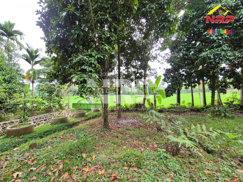 DIJUAL VILLA + KEBUN LUAS di Desa Jelun - Banyuwangi DIJUAL VILLA + KEBUN LUAS di Desa Jelun - Banyuwangi DIJUAL VILLA + KEBUN LUAS di Desa Jelun - Banyuwangi
Privasi terjaga, udara segar, lahan lega untuk taman, kolam renang, atau bahkan mini farm pribadi.
View NRP BANYUWANGI